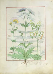 Illustration from the Book of Simple Medicines by Mattheaus Platearius
